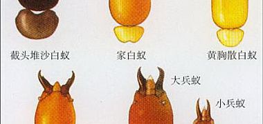 �����К���ρ��˾/��ρ��ҪΣ��ρ�N������W(xu��)���S��ɢ��ρ������W(xu��)��